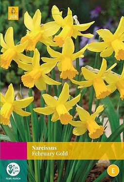 2 stuks - JUB - Narcissus February Gold 15 bollen