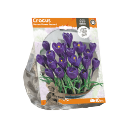 3 stuks - Baltus - Crocus Vernus Flower Record per 10