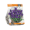 3 stuks - Baltus - Crocus Vernus Flower Record per 10