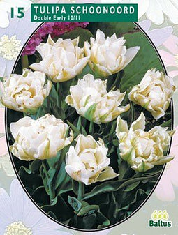 2 stuks - Baltus - Tulipa Dubbel Vroeg Schoonoord per 15