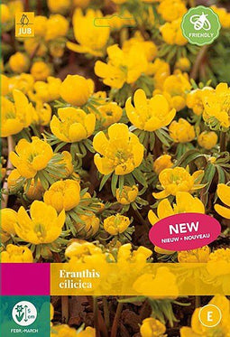 2 stuks - JUB - Eranthis Cilicica 25 bollen