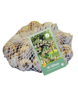 JUB - Allium (nect.) siculum