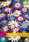 3 stuks - JUB - Anemone blanda mix 40 bollen