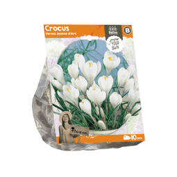 3 stuks - Baltus - Crocus Vernus Jeanne d Arc per 10