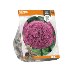 3 stuks - Baltus - Allium Gladiator per 1
