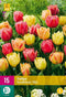 JUB - Tulipa symbiose mix