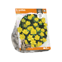 3 stuks - Baltus - Eranthis Cilicica per 5