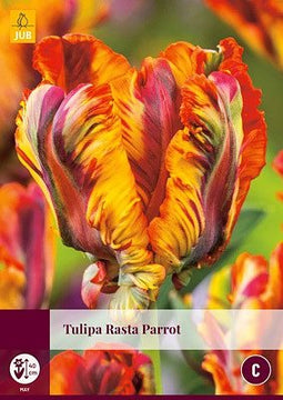 JUB - Tulipa Rasta Parrot