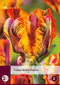JUB - Tulipa Rasta Parrot