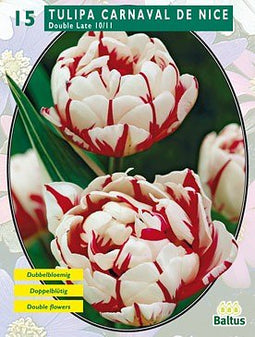 2 stuks - Baltus - Tulipa Dubbel Laat Carnaval de Nice per 15