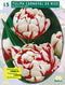 2 stuks - Baltus - Tulipa Dubbel Laat Carnaval de Nice per 15