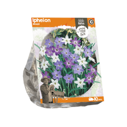 3 stuks - Baltus - Hyacinthus Mixed per 3