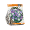 3 stuks - Baltus - Hyacinthus Mixed per 3
