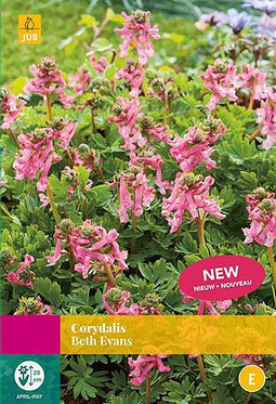 2 stuks - JUB - Corydalis Beth Evans 15 bollen