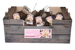 JUB - Amaryllis roze/wit incl. label