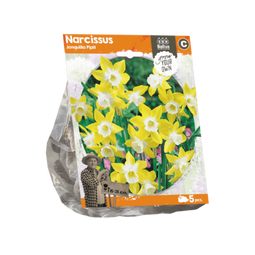 3 stuks - Baltus - Narcissus Jonquilla Pipit per 5