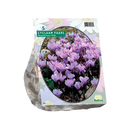 Baltus - Cyclaam Neapolitanum per 5 bloembollen