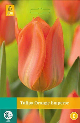 3 stuks - JUB - Tulipa Orange Emperor 8 bollen