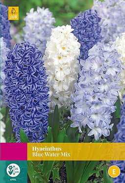 2 stuks - JUB - Hyacint Blue Water mix 8 bollen