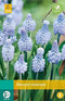 5 stuks - JUB - Muscari azureum 8 bollen
