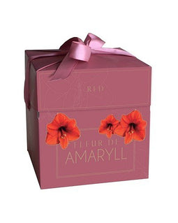 2 stuks - JUB - Fleur D'Amaryll Red 1 bollen