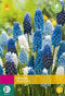 2 stuks - JUB - Muscari Magic mix 40 bollen