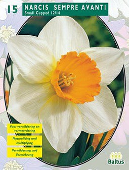 2 stuks - Baltus - Narcis Sempre Avanti per 15