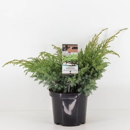 Warentuin Natuurlijk - Juniperus squamata blue swede 40 cm