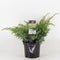 Warentuin Natuurlijk - Juniperus squamata blue swede 40 cm