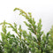 Warentuin Natuurlijk - Juniperus squamata blue swede 40 cm