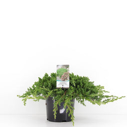 Warentuin Natuurlijk - Juniperus procumbens nana 30 cm