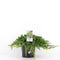 Warentuin Natuurlijk - Juniperus procumbens nana 30 cm