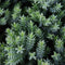 Warentuin Natuurlijk - Juniperus procumbens nana 30 cm