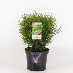 Warentuin Natuurlijk - Thuja occidentalis tiny tim 25-30 cm