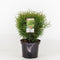 Warentuin Natuurlijk - Thuja occidentalis tiny tim 25-30 cm