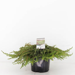 Warentuin Natuurlijk - Juniperus communis green carpet 30 cm