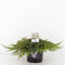 Warentuin Natuurlijk - Juniperus communis green carpet 30 cm
