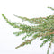Warentuin Natuurlijk - Juniperus communis green carpet 30 cm