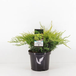 Warentuin Natuurlijk - Juniperus pfitzeriana gold coast 35 cm