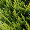 Warentuin Natuurlijk - Juniperus pfitzeriana gold coast 35 cm