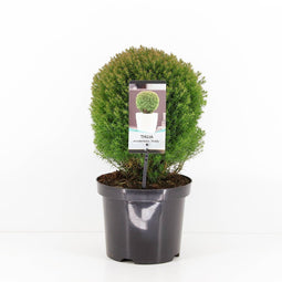 Warentuin Natuurlijk - Thuja occidentalis teddy