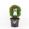 Warentuin Natuurlijk - Thuja occidentalis teddy