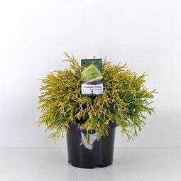 Warentuin Natuurlijk - Chamaecyparis pis filifera aurea 30 cm