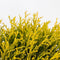 Warentuin Natuurlijk - Chamaecyparis pis filifera aurea 30 cm