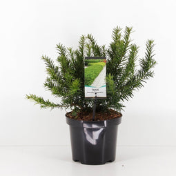 Warentuin Natuurlijk - Taxus baccata repandens 25-30 cm