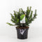 Warentuin Natuurlijk - Taxus baccata repandens 25-30 cm