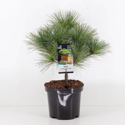 Warentuin Natuurlijk - Pinus strobus blue shag radiata