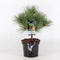 Warentuin Natuurlijk - Pinus strobus blue shag radiata