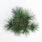 Warentuin Natuurlijk - Pinus strobus blue shag radiata