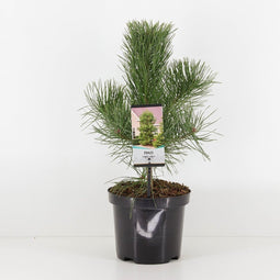 Warentuin Natuurlijk - Pinus nigra nigra